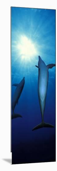 Bottle-Nosed Dolphins in the Sea-null-Mounted Photographic Print