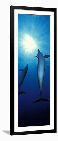 Bottle-Nosed Dolphins in the Sea-null-Framed Photographic Print