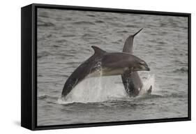 Bottle-Nosed Dolphins (Tursiops Truncatus) Breaching, Fortrose, Moray Firth, Scotland, UK, August-Peter Cairns-Framed Stretched Canvas