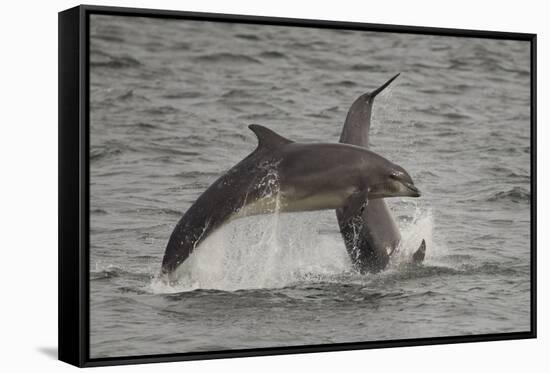 Bottle-Nosed Dolphins (Tursiops Truncatus) Breaching, Fortrose, Moray Firth, Scotland, UK, August-Peter Cairns-Framed Stretched Canvas