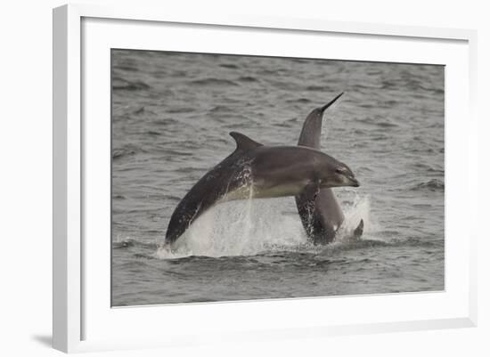 Bottle-Nosed Dolphins (Tursiops Truncatus) Breaching, Fortrose, Moray Firth, Scotland, UK, August-Peter Cairns-Framed Photographic Print