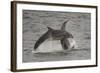 Bottle-Nosed Dolphins (Tursiops Truncatus) Breaching, Fortrose, Moray Firth, Scotland, UK, August-Peter Cairns-Framed Photographic Print