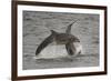 Bottle-Nosed Dolphins (Tursiops Truncatus) Breaching, Fortrose, Moray Firth, Scotland, UK, August-Peter Cairns-Framed Photographic Print