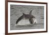 Bottle-Nosed Dolphins (Tursiops Truncatus) Breaching, Fortrose, Moray Firth, Scotland, UK, August-Peter Cairns-Framed Photographic Print