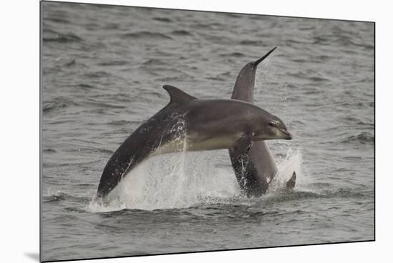 Bottle-Nosed Dolphins (Tursiops Truncatus) Breaching, Fortrose, Moray Firth, Scotland, UK, August-Peter Cairns-Mounted Photographic Print