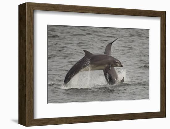 Bottle-Nosed Dolphins (Tursiops Truncatus) Breaching, Fortrose, Moray Firth, Scotland, UK, August-Peter Cairns-Framed Photographic Print