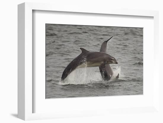 Bottle-Nosed Dolphins (Tursiops Truncatus) Breaching, Fortrose, Moray Firth, Scotland, UK, August-Peter Cairns-Framed Photographic Print