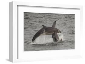 Bottle-Nosed Dolphins (Tursiops Truncatus) Breaching, Fortrose, Moray Firth, Scotland, UK, August-Peter Cairns-Framed Photographic Print