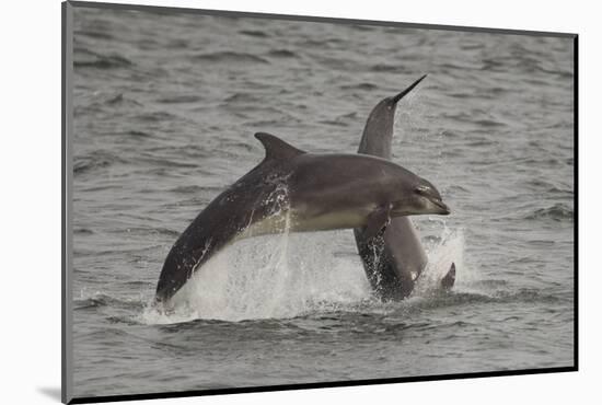 Bottle-Nosed Dolphins (Tursiops Truncatus) Breaching, Fortrose, Moray Firth, Scotland, UK, August-Peter Cairns-Mounted Photographic Print