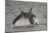 Bottle-Nosed Dolphins (Tursiops Truncatus) Breaching, Fortrose, Moray Firth, Scotland, UK, August-Peter Cairns-Mounted Photographic Print