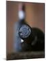 Bottle of Port Wine-Henrik Freek-Mounted Photographic Print