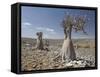 Bottle-Tree Endemic to Island, Diksam Plateau, Central Socotra Island, Yemen, Middle East-Waltham Tony-Framed Stretched Canvas