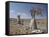 Bottle-Tree Endemic to Island, Diksam Plateau, Central Socotra Island, Yemen, Middle East-Waltham Tony-Framed Stretched Canvas