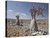 Bottle-Tree Endemic to Island, Diksam Plateau, Central Socotra Island, Yemen, Middle East-Waltham Tony-Stretched Canvas