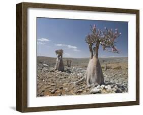 Bottle-Tree Endemic to Island, Diksam Plateau, Central Socotra Island, Yemen, Middle East-Waltham Tony-Framed Photographic Print