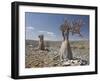 Bottle-Tree Endemic to Island, Diksam Plateau, Central Socotra Island, Yemen, Middle East-Waltham Tony-Framed Photographic Print