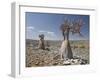 Bottle-Tree Endemic to Island, Diksam Plateau, Central Socotra Island, Yemen, Middle East-Waltham Tony-Framed Photographic Print