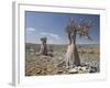 Bottle-Tree Endemic to Island, Diksam Plateau, Central Socotra Island, Yemen, Middle East-Waltham Tony-Framed Photographic Print