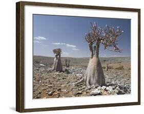 Bottle-Tree Endemic to Island, Diksam Plateau, Central Socotra Island, Yemen, Middle East-Waltham Tony-Framed Photographic Print