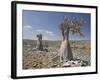 Bottle-Tree Endemic to Island, Diksam Plateau, Central Socotra Island, Yemen, Middle East-Waltham Tony-Framed Photographic Print