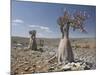 Bottle-Tree Endemic to Island, Diksam Plateau, Central Socotra Island, Yemen, Middle East-Waltham Tony-Mounted Photographic Print