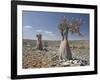 Bottle-Tree Endemic to Island, Diksam Plateau, Central Socotra Island, Yemen, Middle East-Waltham Tony-Framed Photographic Print