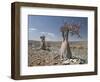 Bottle-Tree Endemic to Island, Diksam Plateau, Central Socotra Island, Yemen, Middle East-Waltham Tony-Framed Photographic Print