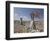 Bottle-Tree Endemic to Island, Diksam Plateau, Central Socotra Island, Yemen, Middle East-Waltham Tony-Framed Photographic Print