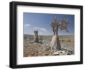 Bottle-Tree Endemic to Island, Diksam Plateau, Central Socotra Island, Yemen, Middle East-Waltham Tony-Framed Photographic Print