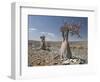 Bottle-Tree Endemic to Island, Diksam Plateau, Central Socotra Island, Yemen, Middle East-Waltham Tony-Framed Photographic Print