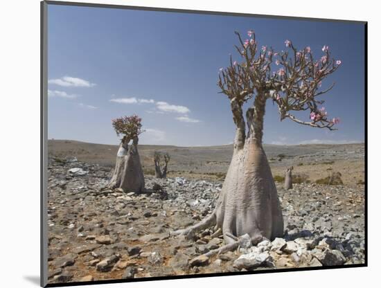 Bottle-Tree Endemic to Island, Diksam Plateau, Central Socotra Island, Yemen, Middle East-Waltham Tony-Mounted Photographic Print