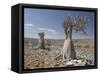 Bottle-Tree Endemic to Island, Diksam Plateau, Central Socotra Island, Yemen, Middle East-Waltham Tony-Framed Stretched Canvas