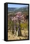 Bottle Tree in Bloom (Adenium Obesum), Endemic Tree of Socotra, Homhil Protected Area-Michael Runkel-Framed Stretched Canvas