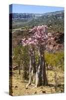 Bottle Tree in Bloom (Adenium Obesum), Endemic Tree of Socotra, Homhil Protected Area-Michael Runkel-Stretched Canvas