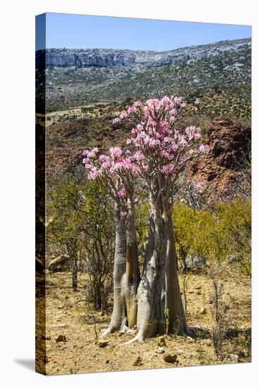 Bottle Tree in Bloom (Adenium Obesum), Endemic Tree of Socotra, Homhil Protected Area-Michael Runkel-Stretched Canvas