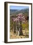 Bottle Tree in Bloom (Adenium Obesum), Endemic Tree of Socotra, Homhil Protected Area-Michael Runkel-Framed Photographic Print