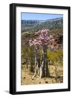 Bottle Tree in Bloom (Adenium Obesum), Endemic Tree of Socotra, Homhil Protected Area-Michael Runkel-Framed Photographic Print