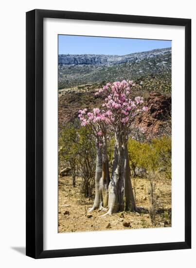 Bottle Tree in Bloom (Adenium Obesum), Endemic Tree of Socotra, Homhil Protected Area-Michael Runkel-Framed Photographic Print