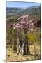 Bottle Tree in Bloom (Adenium Obesum), Endemic Tree of Socotra, Homhil Protected Area-Michael Runkel-Mounted Photographic Print