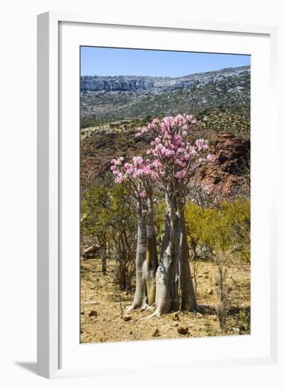 Bottle Tree in Bloom (Adenium Obesum), Endemic Tree of Socotra, Homhil Protected Area-Michael Runkel-Framed Photographic Print