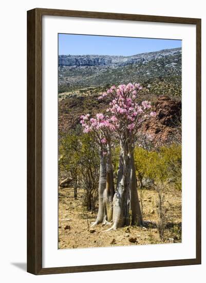 Bottle Tree in Bloom (Adenium Obesum), Endemic Tree of Socotra, Homhil Protected Area-Michael Runkel-Framed Photographic Print