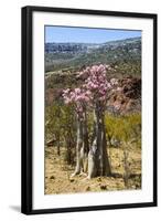 Bottle Tree in Bloom (Adenium Obesum), Endemic Tree of Socotra, Homhil Protected Area-Michael Runkel-Framed Photographic Print