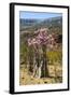 Bottle Tree in Bloom (Adenium Obesum), Endemic Tree of Socotra, Homhil Protected Area-Michael Runkel-Framed Photographic Print