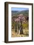 Bottle Tree in Bloom (Adenium Obesum), Endemic Tree of Socotra, Homhil Protected Area-Michael Runkel-Framed Photographic Print