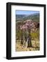 Bottle Tree in Bloom (Adenium Obesum), Endemic Tree of Socotra, Homhil Protected Area-Michael Runkel-Framed Photographic Print