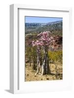 Bottle Tree in Bloom (Adenium Obesum), Endemic Tree of Socotra, Homhil Protected Area-Michael Runkel-Framed Photographic Print