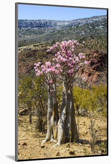 Bottle Tree in Bloom (Adenium Obesum), Endemic Tree of Socotra, Homhil Protected Area-Michael Runkel-Mounted Photographic Print