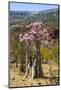 Bottle Tree in Bloom (Adenium Obesum), Endemic Tree of Socotra, Homhil Protected Area-Michael Runkel-Mounted Photographic Print