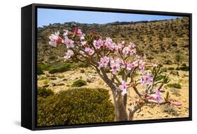 Bottle Tree in Bloom (Adenium Obesum), Endemic Tree of Socotra, Homil Protected Area-Michael Runkel-Framed Stretched Canvas