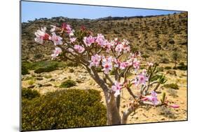 Bottle Tree in Bloom (Adenium Obesum), Endemic Tree of Socotra, Homil Protected Area-Michael Runkel-Mounted Photographic Print